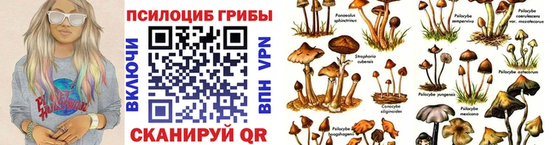 Псилоцибиновые грибы мицелий  KRAKEN сайт  Бокситогорск 